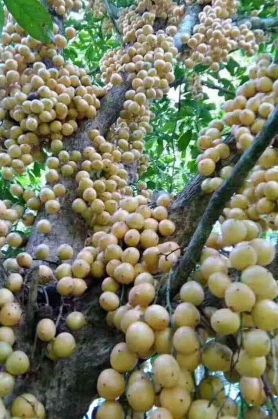 海南，绿色发展的海南模式先行者